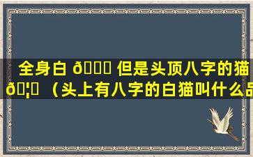 全身白 💐 但是头顶八字的猫 🦟 （头上有八字的白猫叫什么品种）